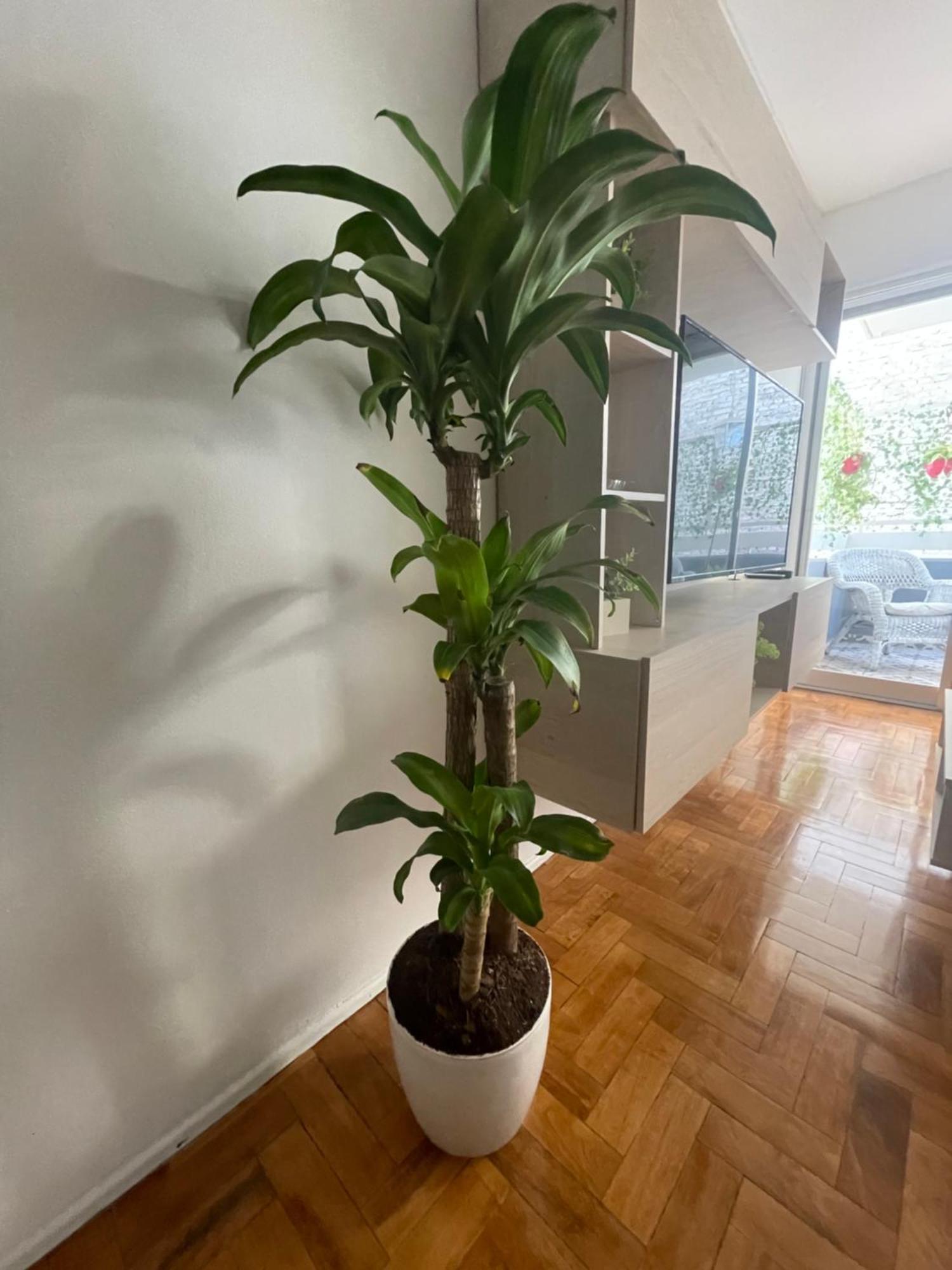 Apartament Departamento En Peatonal Mendoza Zewnętrze zdjęcie