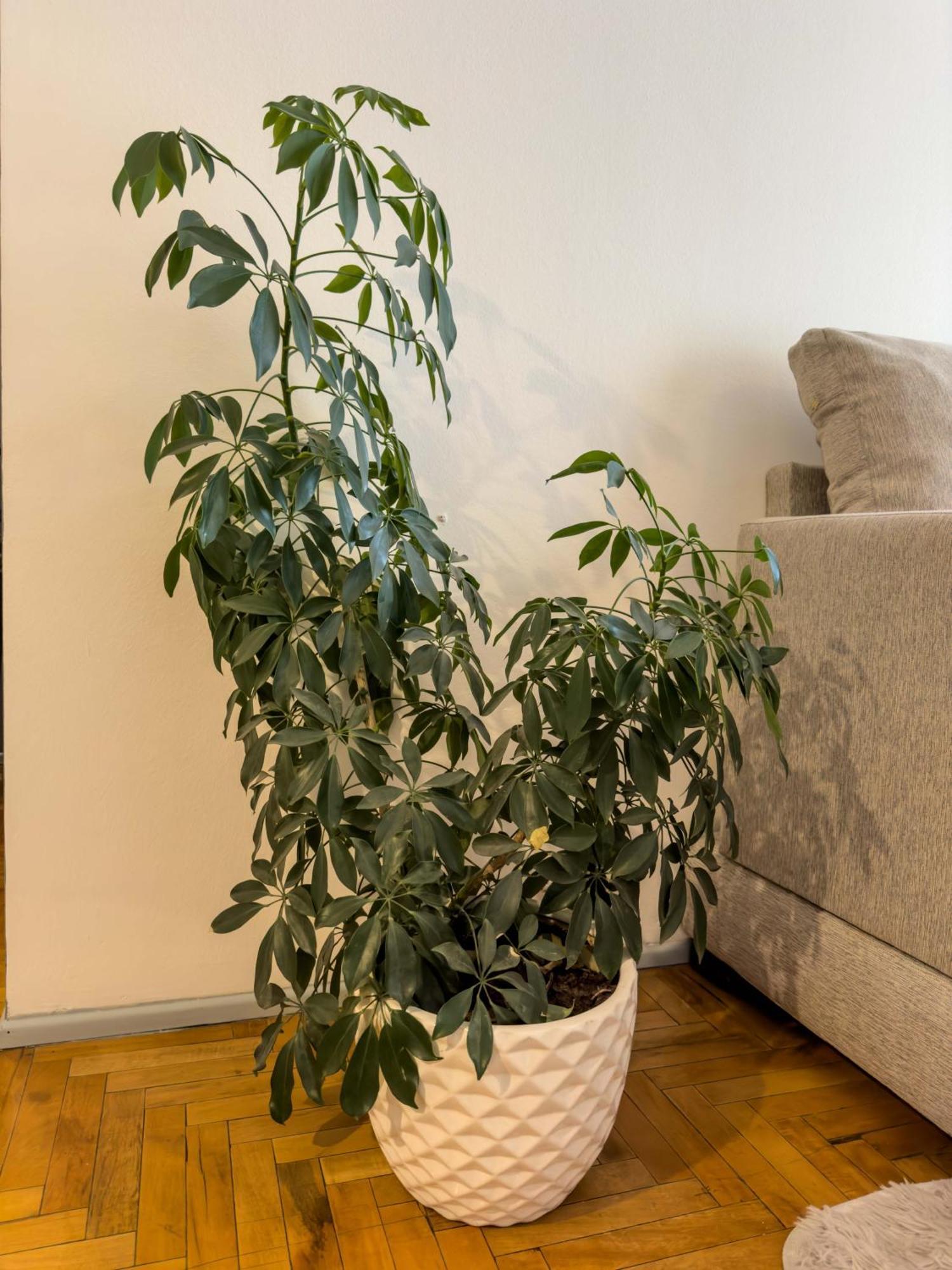 Apartament Departamento En Peatonal Mendoza Zewnętrze zdjęcie